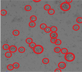 6 heures d’imagerie des cellules vivantes d’Acanthamoeba castellanii trophzoïtes